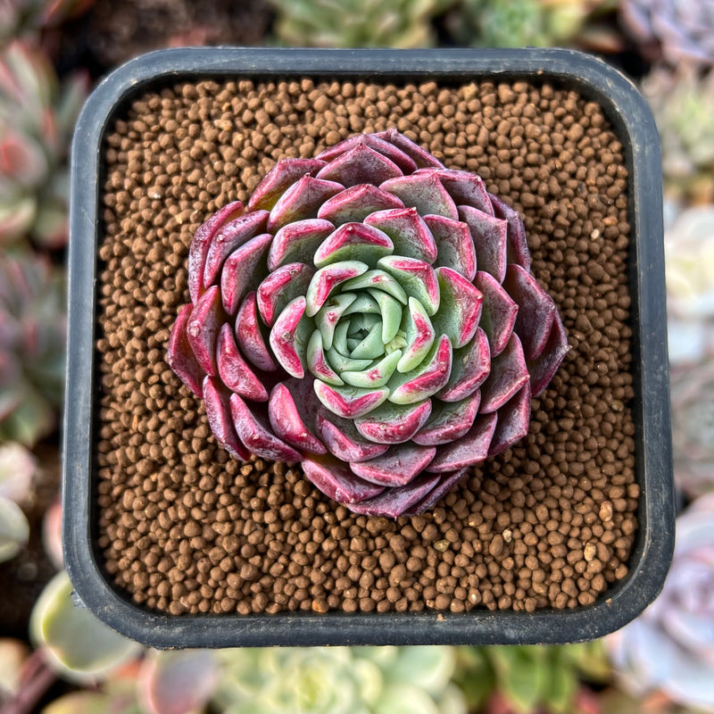 echeveria succulent cats Echeveria 'Red Cat' 1