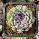 newestplants22.jpeg