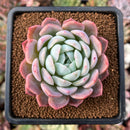 newestplants25.jpeg
