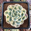 newestplants27.jpeg