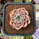 newestplants28.jpeg