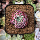 newestplants29.jpeg
