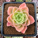 newestplants33.jpeg