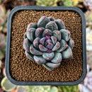 newestplants34.jpeg