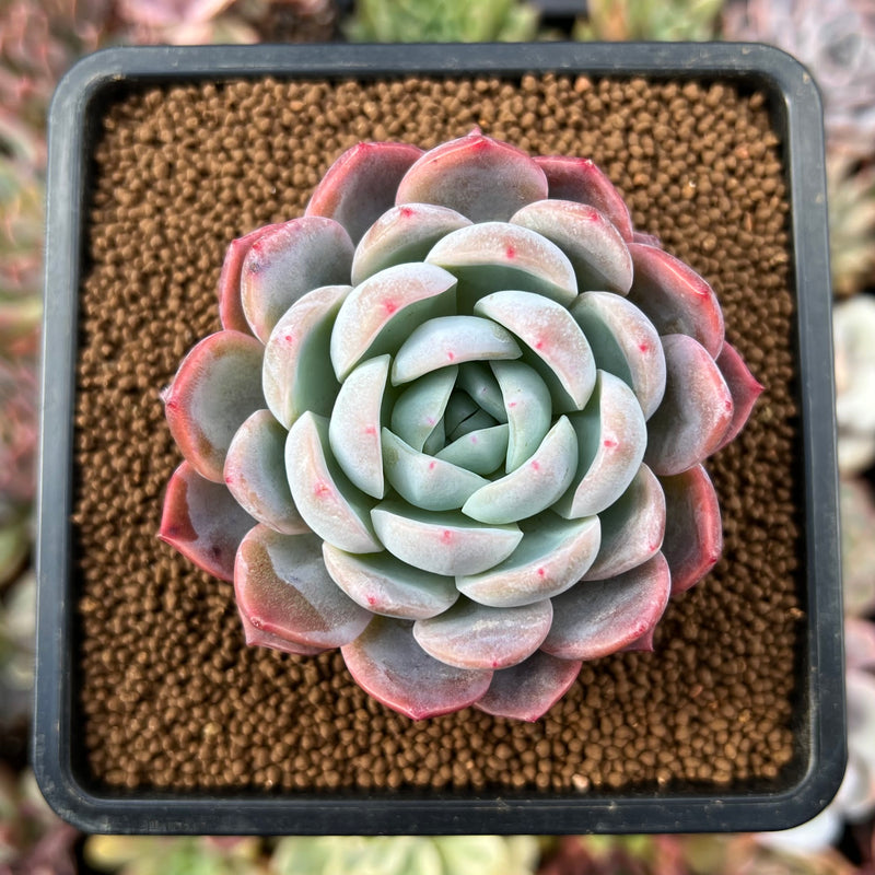 echeveria white rose succulent Echeveria 'White Rose' 2" Succulent Plant