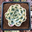 newestplants36.jpeg