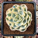 newestplants39.jpeg