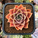 newestplants40.jpeg