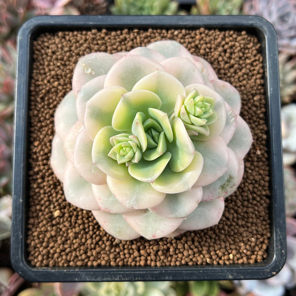 Echeveria 'Nicksana' Reverse Variegated 2