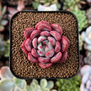 newestplants44.jpeg