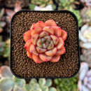 newestplants45.jpeg
