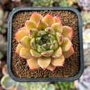 newestplants46.jpeg