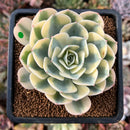 newestplants48.jpeg