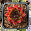 newestplants49.jpeg
