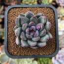newestplants50.jpeg