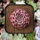 newestplants54.jpeg