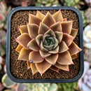 newestplants56.jpeg