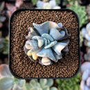 newestplants58.jpeg