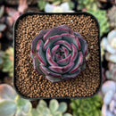 newestplants60.jpeg