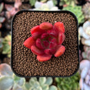 newestplants61.jpeg