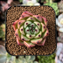 newestplants63.jpeg