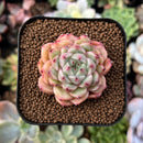 newestplants64.jpeg