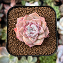 newestplants65.jpeg