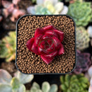 newestplants67.jpeg