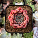 newestplants70.jpeg