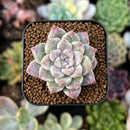 newestplants71.jpeg