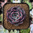 newestplants72.jpeg
