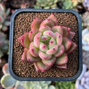 newestplants75.jpeg