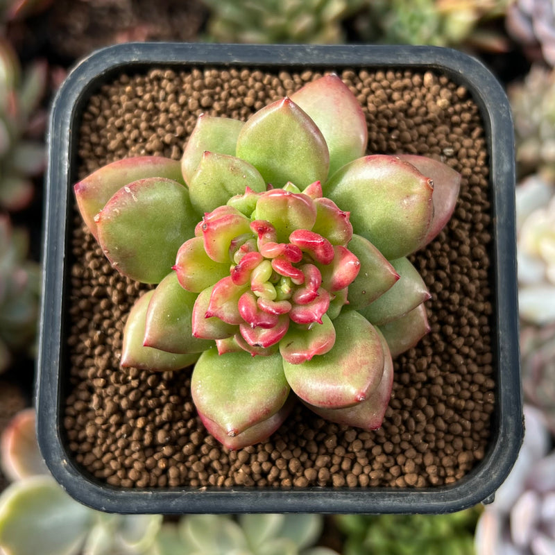 apple blossom succulent Echeveria 'Apple Blossom' 2" Succulent Plant
