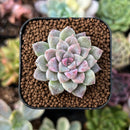 newestplants77.jpeg