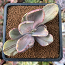 newestplants79.jpeg