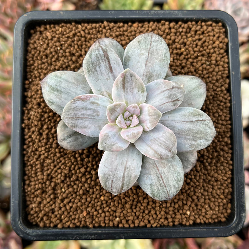 Graptopetalum 'Silverbum' Variegated 2