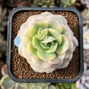 newestplants82.jpeg