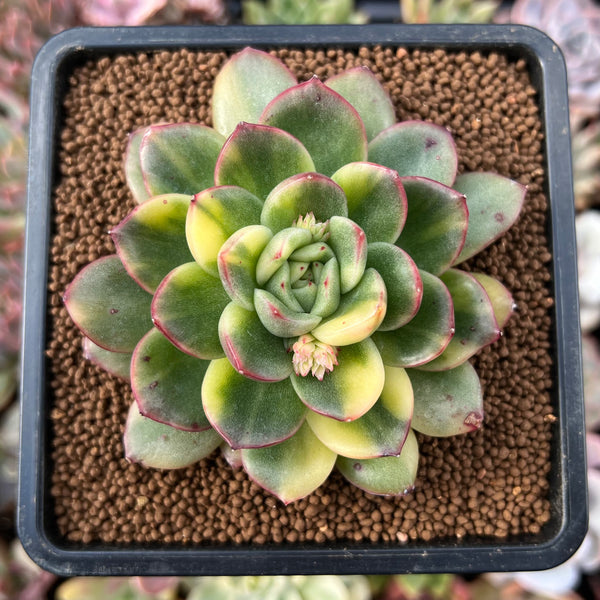 gilva succulent Echeveria Agavoides 'Gilva' Variegated 2"-3" Succulent Plant – True Succulents  Plant Co