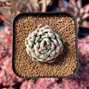 newestsuccs107.jpeg