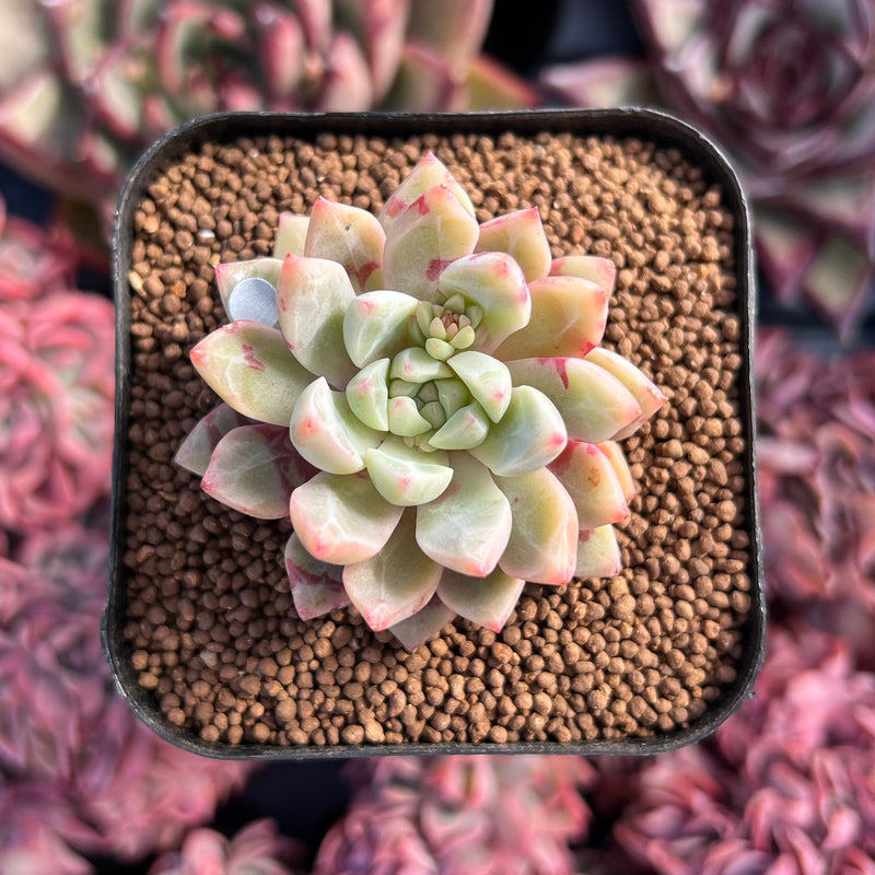 jelly jam succulent Echeveria 'Jelly Jam' 1" Succulent Plant