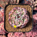 newestsuccs113.jpeg