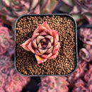 newestsuccs118.jpeg