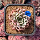 newestsuccs138.jpeg