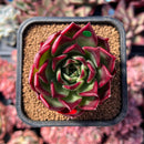 newestsuccs143.jpeg