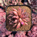 newestsuccs148.jpeg