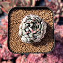 newestsuccs155.jpeg