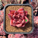 newestsuccs15.jpeg