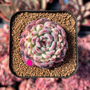 newestsuccs164.jpeg