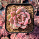 newestsuccs190.jpeg