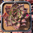 newestsuccs19.jpeg